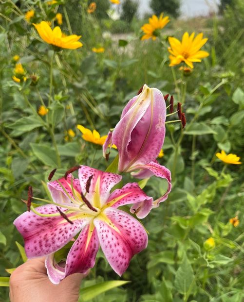 C4B11B1C-F7DB-4DED-AF63-D1FAED0CB4EC - Crini 2016 2023