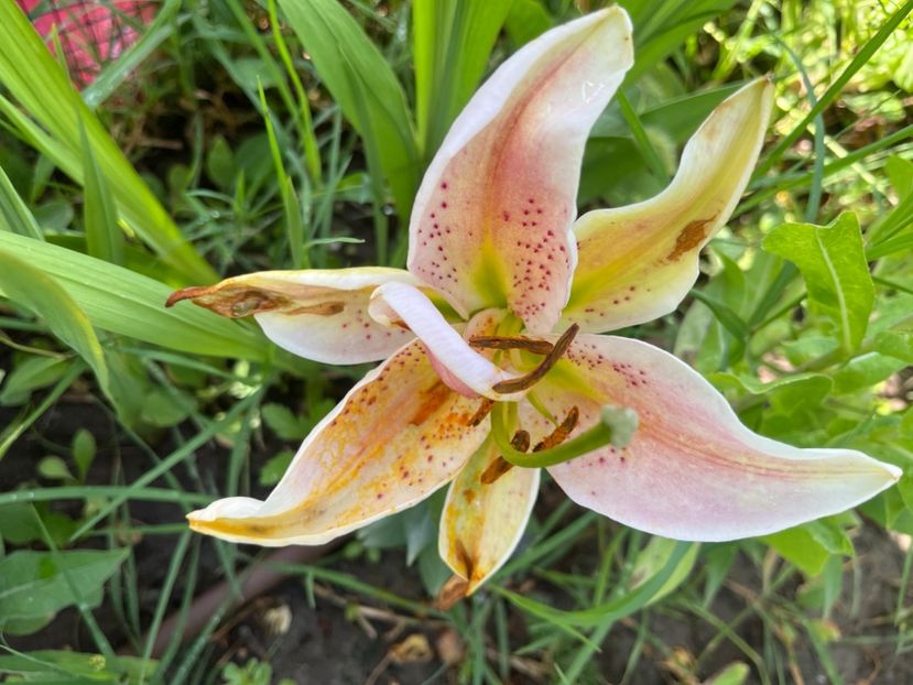 34D4D6FD-C33F-48EC-8395-42525439DE53 - Crini 2016 2023