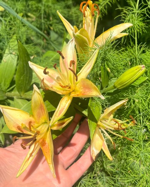 4F1098D9-92C3-4051-A04C-BF41B8EB0BFC - Crini 2016 2023