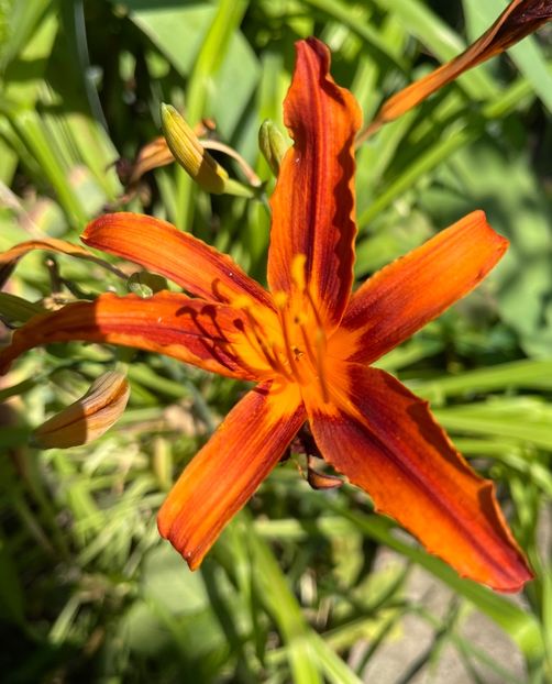 7109B43D-8288-417F-8372-9892242D81F2 - Crini 2016 2023