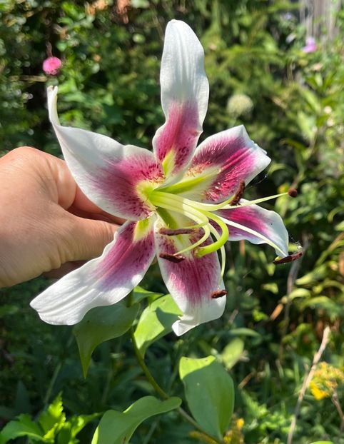 431B4972-FB16-4C91-9B33-DD0B1E1255C0 - Crini 2016 2023