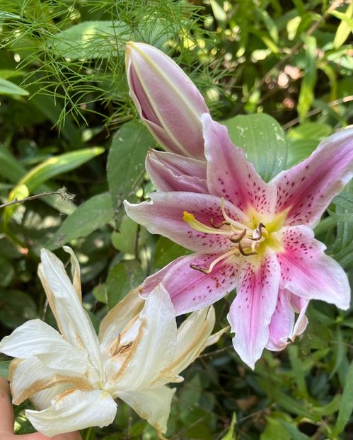 40F783C5-8430-4D35-AB44-EB3CC09B8CC8 - Crini 2016 2023