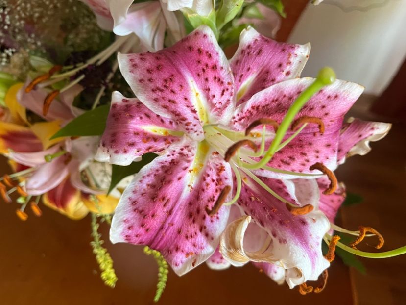 8C64420B-A2E2-46D2-BC60-3D89AE8EA3F9 - Crini 2016 2023