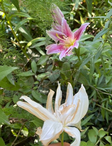 E12168A7-3E73-40F5-B527-14D8954A679A - Crini 2016 2023