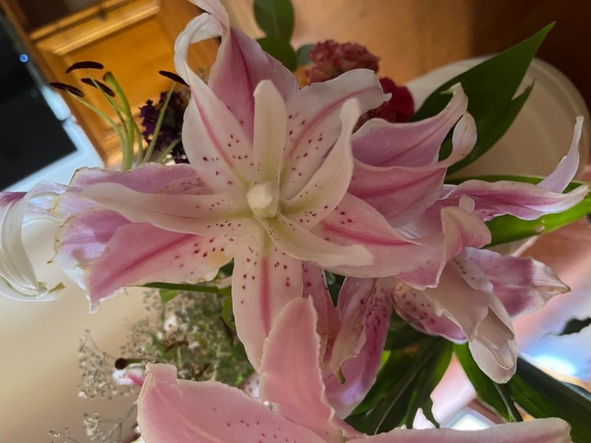 C2000E8F-485F-445C-A8EB-FAB3B299FD74 - Crini 2016 2023