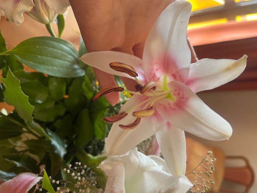 10678907-F20D-4449-B49D-CF5C2504AB0A - Crini 2016 2023