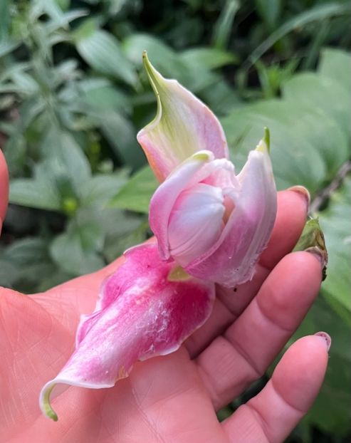 3FDDEEA2-31AB-433A-ADC7-09774F374236 - Crini 2016 2023