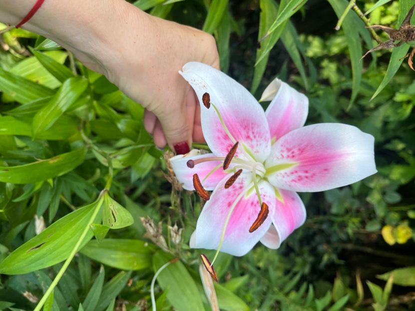 85FCB776-2333-4B7C-ABA0-A966AE176B33 - Crini 2016 2023