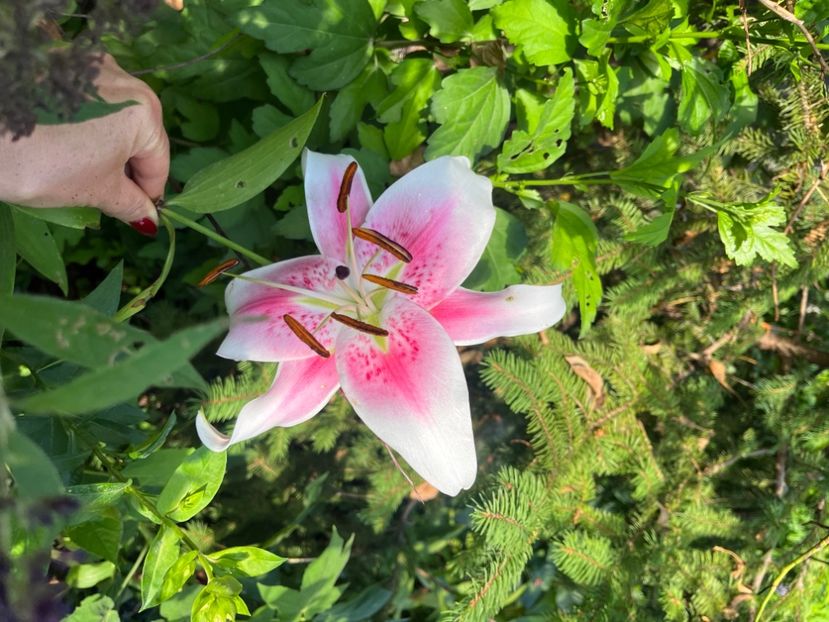 963443A6-5B30-4756-A0CD-1566D021E28D - Crini 2016 2023