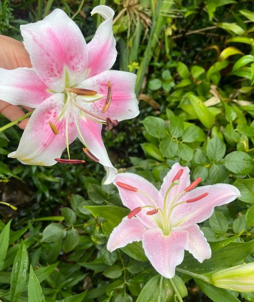 3EC7BD67-21E1-47F2-8F75-DA6E374C5A46 - Crini 2016 2023