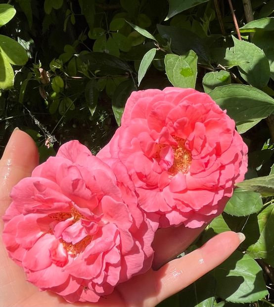 3F93ECF5-9EE4-4017-B852-323DD91359CC - Trandafiri 2023 3 2024