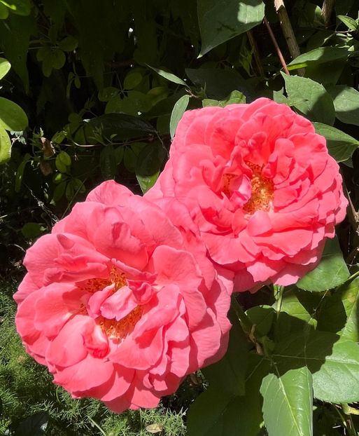 Parade - Trandafiri 2023 3 2024