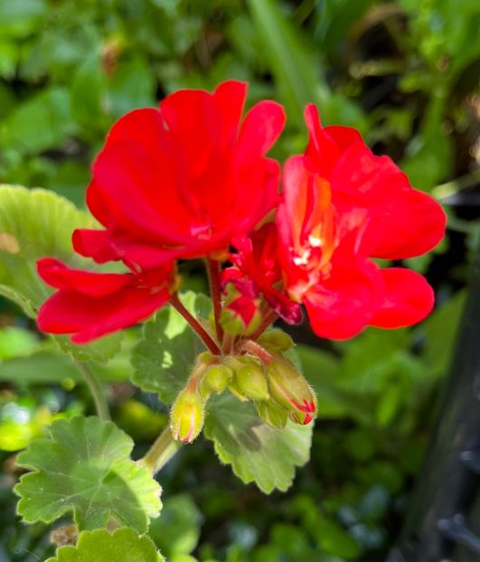 0ACFD7F4-43EB-4AF8-B883-A3332CA62760 - Muscate