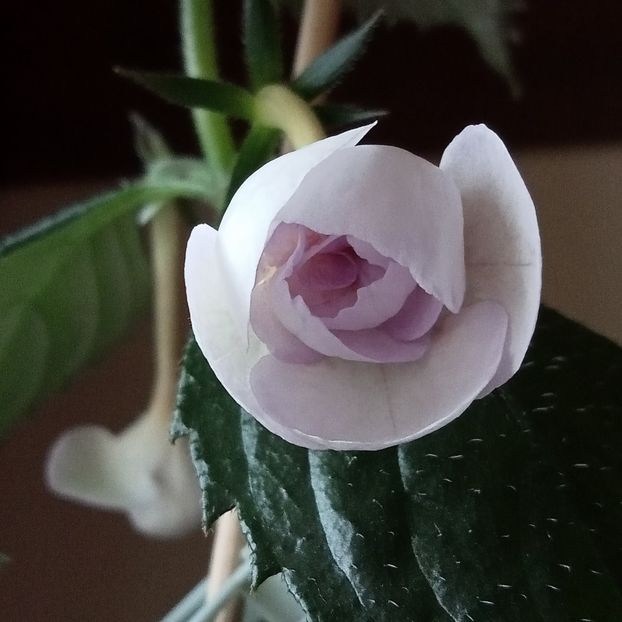 Lavender Bliss - - 2023
