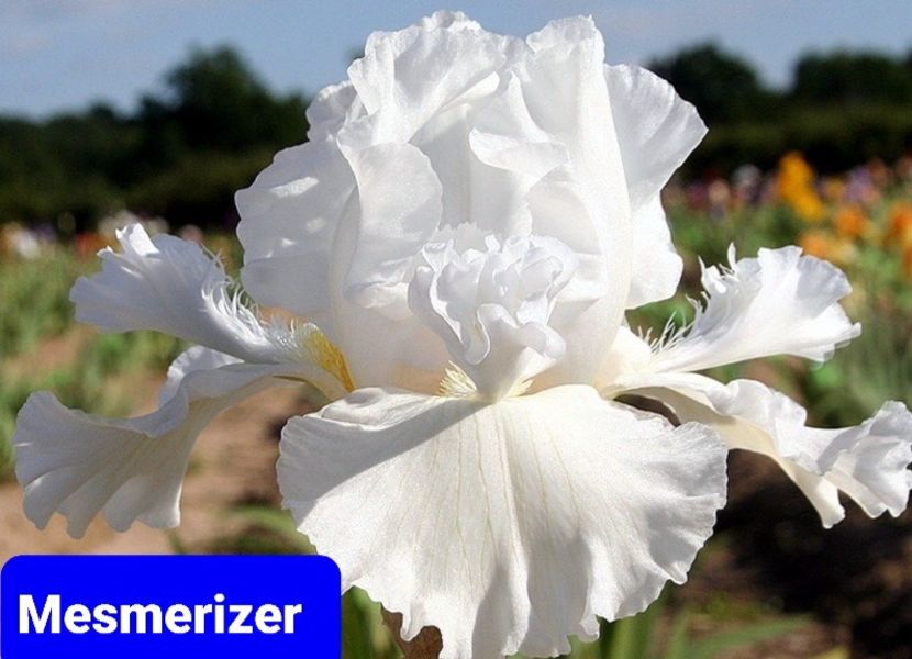  - 2023-Achizitii irisi Domnica Grigoraș FB