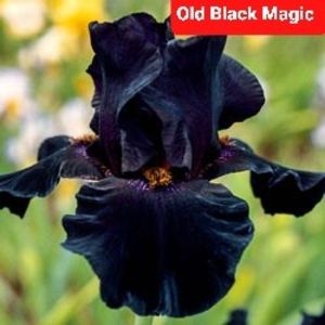  - 2023-Achizitii irisi Domnica Grigoraș FB