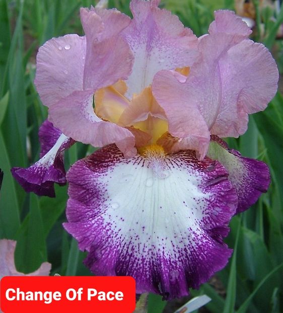  - 2023-Achizitii irisi Domnica Grigoraș FB