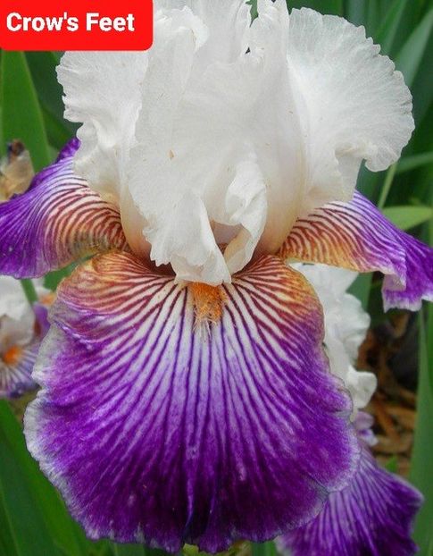  - 2023-Achizitii irisi Domnica Grigoraș FB