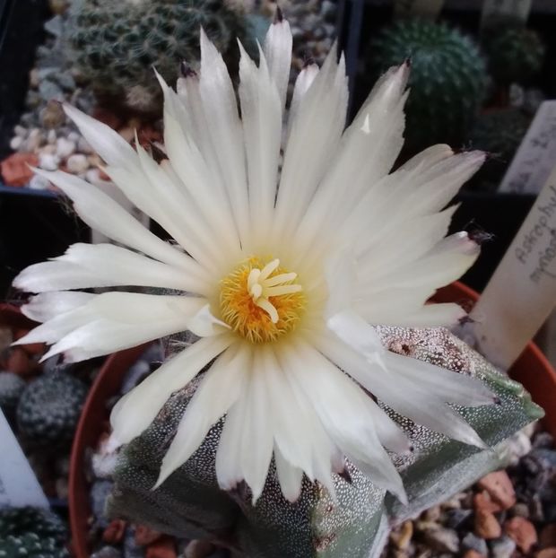 Astrophytum myriostigma var. strongylogonum - 2023