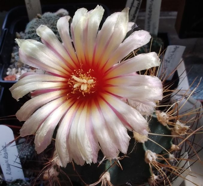 Astrophytum senile v. aureum - 2023