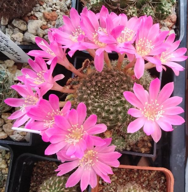 Rebutia senilis v. lilacinorosea - 2023