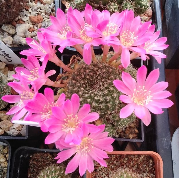 rebutia senilis v. lilacinorosea - 2023