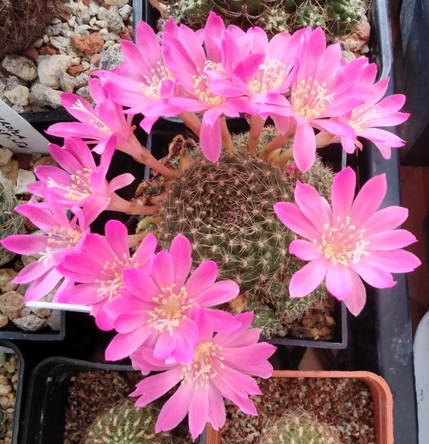 rebutia senilis v. lilacinorosea - 2023