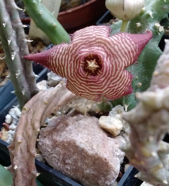 Tromotriche revoluta var. tigridia - 2023