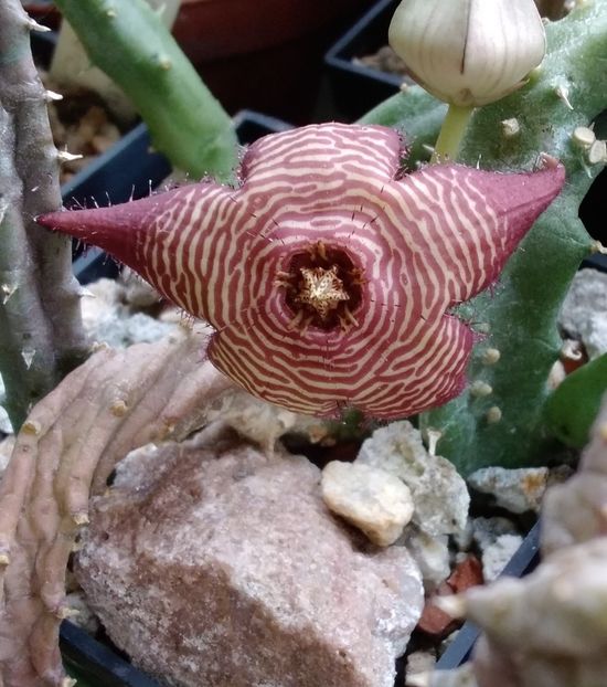 Tromotriche revoluta var. tigridia - 2023