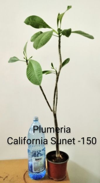  - Plante disponibile