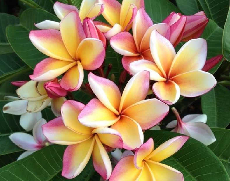 Plumeria California-Sunset - Plante disponibile