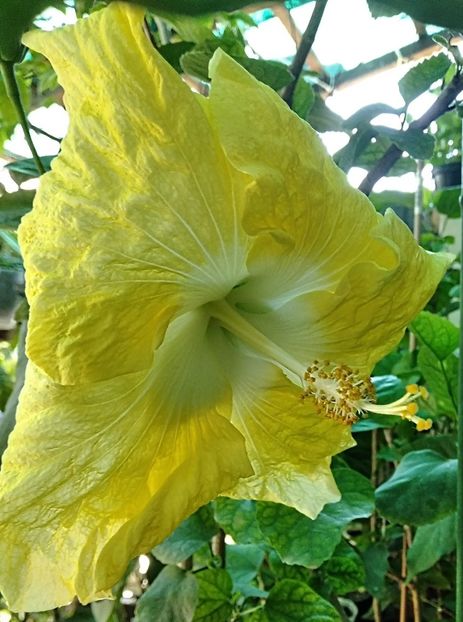  - Hibiscus Papa Giovanni Paolo