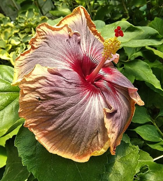  - Hibiscus Luck by Chance