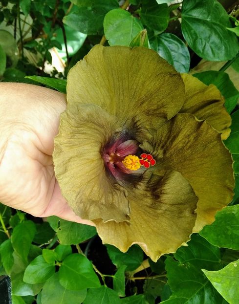  - Hibiscus Wallflower