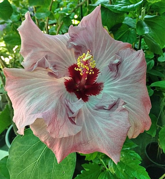  - Hibiscus Sea Grape