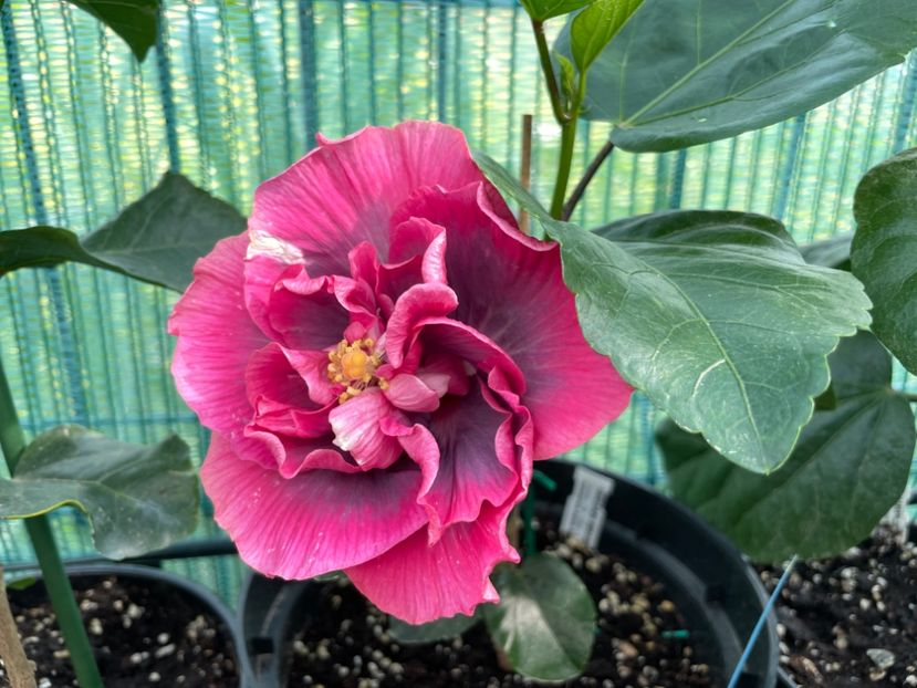 2BD9F354-1FDD-4DA6-8450-0D6DE4D79AC2 - Indian Bride