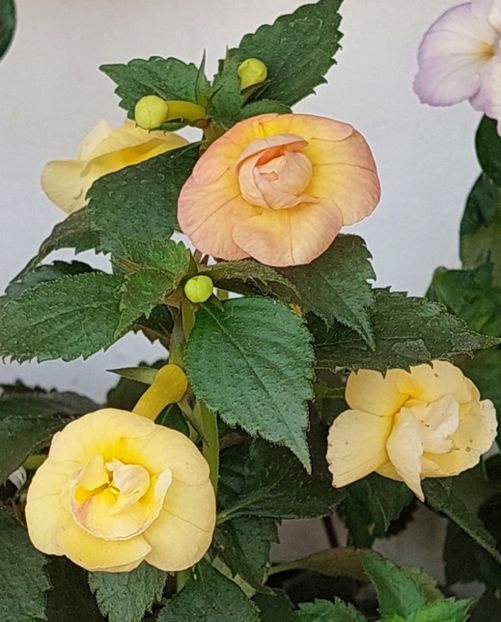  - RFs TROPICANA 2