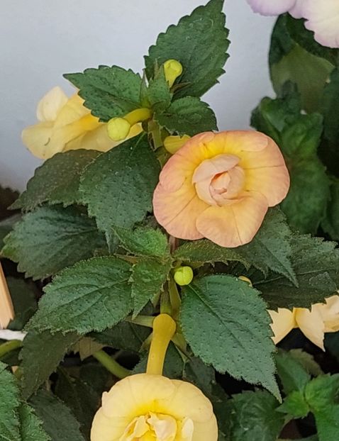  - RFs TROPICANA 2