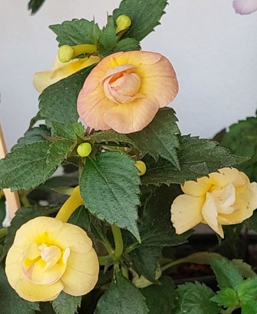  - RFs TROPICANA 2