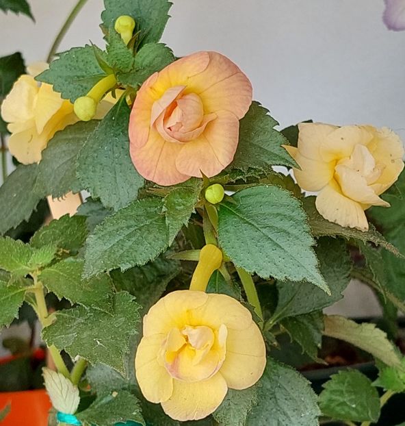 - RFs TROPICANA 2