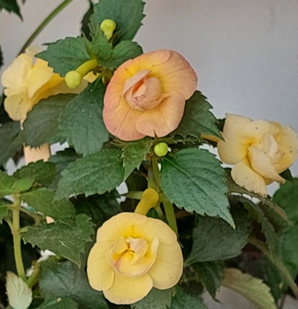  - RFs TROPICANA 2