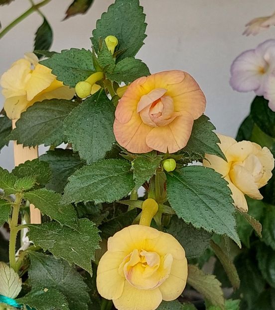  - RFs TROPICANA 2