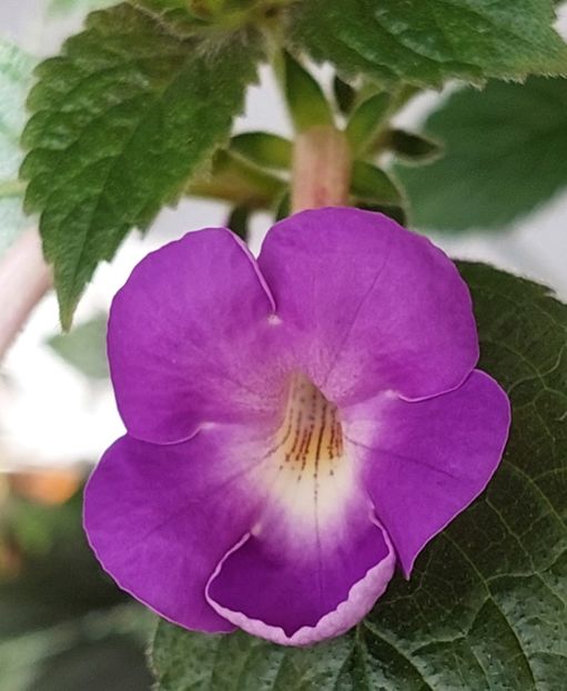  - BRID-S VIELCHENBLAU