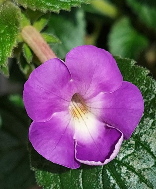  - BRID-S VIELCHENBLAU