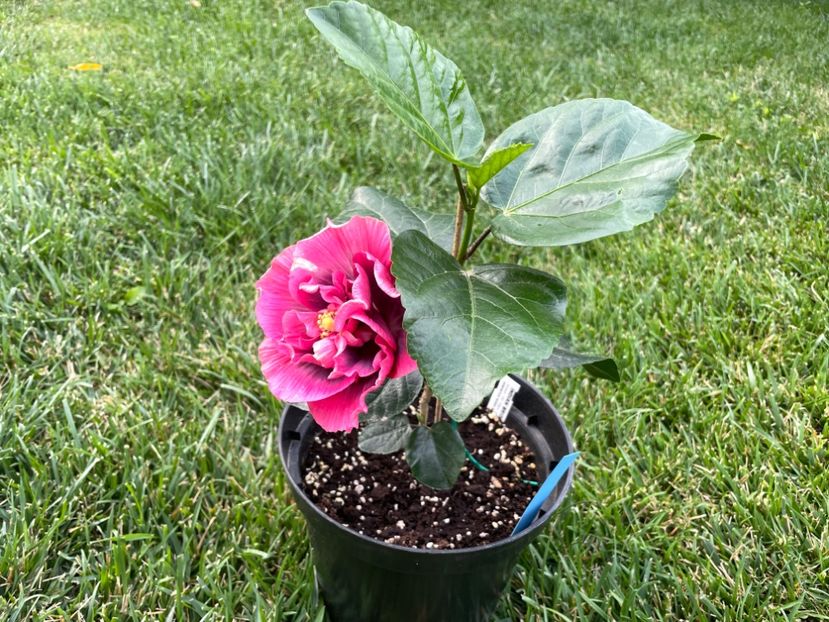 699915D8-7232-4069-A06E-DAEC6963C78E - 001 - Hibiscusi