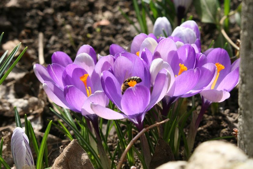 crocus - FLORI