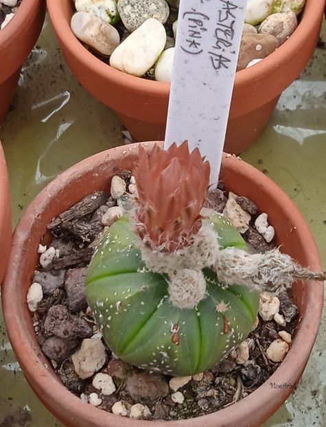  - Astrophytum asterias