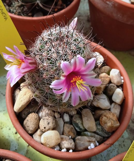  - Mammillaria microcarpa SB166 Caborca Sonora Mexico