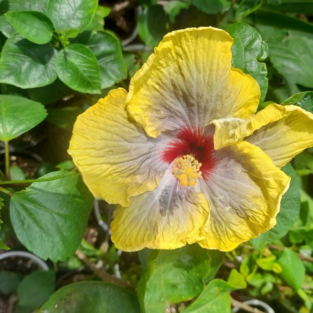 31.07.2023 - HIBISCUSI 2023-1