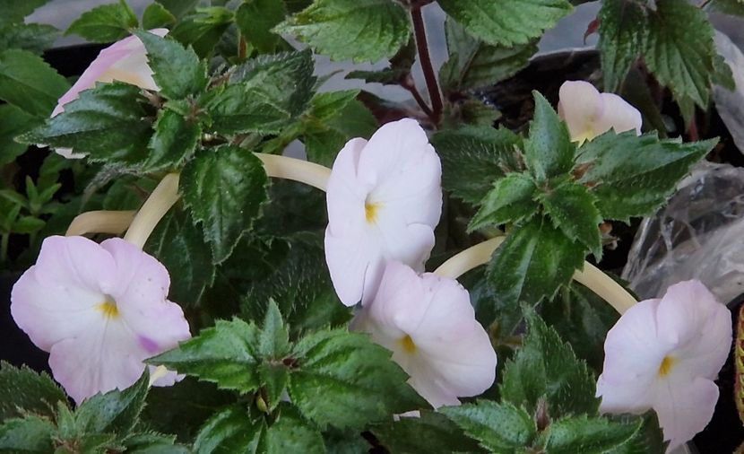  - Humberto Vittorino xA p